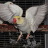 Zbirdsbg