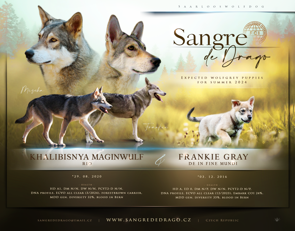 chs Sangre de Drago