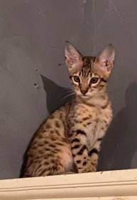 Peiggesavannah