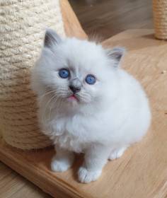 FelinoTherapy Jičín