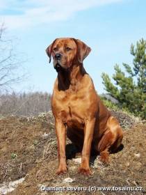 Diamant severu kennel