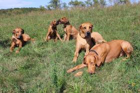 Canis Regalis