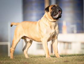 Bulmastif bullmastiff