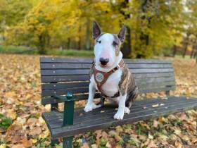 Von Andělský Klabáček