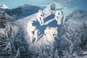 Lebaya Samoyed