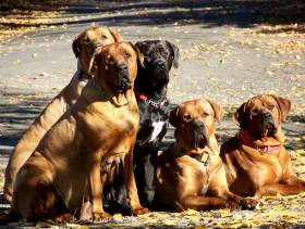 Diamant severu kennel