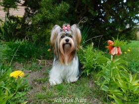 Brixie's Cherry