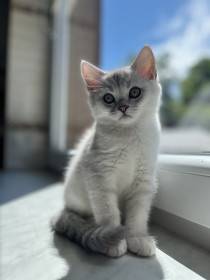 Jasmin Princess