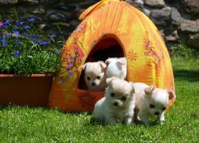 Chihuahua de estrella puerta