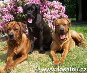 Diamant severu kennel
