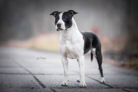 Shelbyamstaff