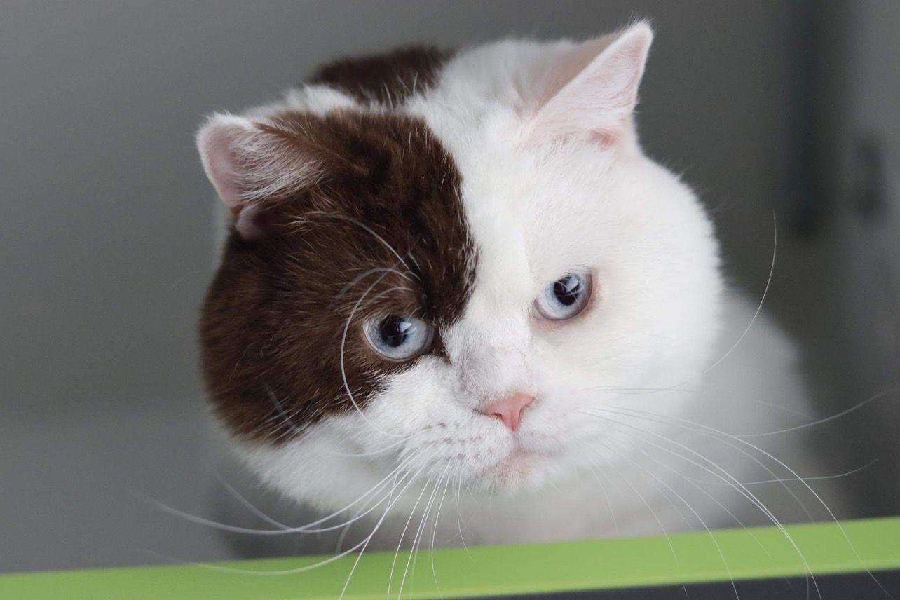 Air Force Cat * CZ