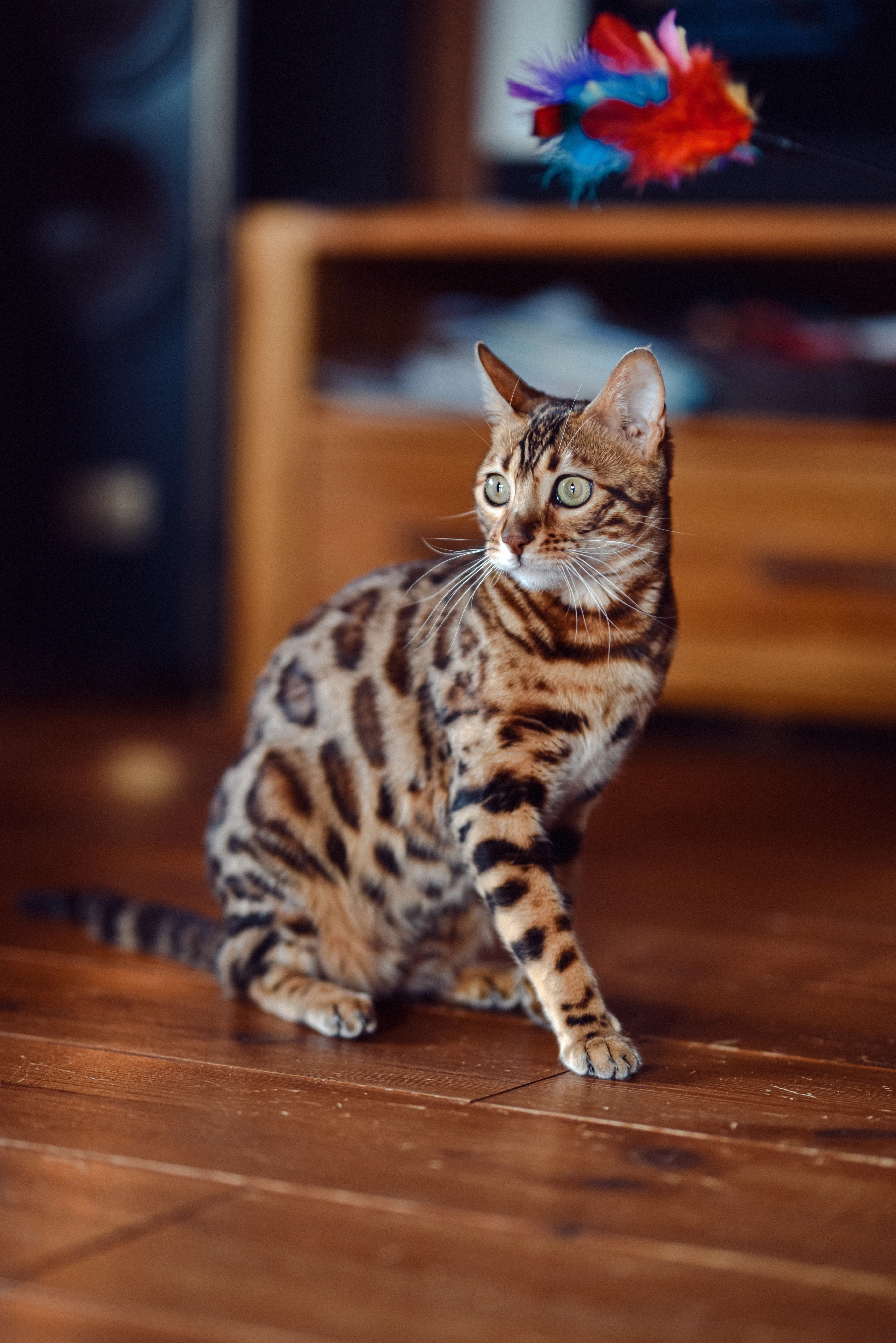 Budweis Cat’s