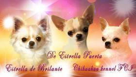Chihuahua de estrella puerta