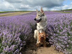 Nymeria wolfdog