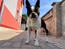 Balios Bull