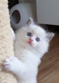 FelinoTherapy Jičín