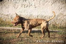 Radical kennel