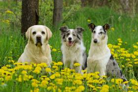 Z Vlčnovského hajku