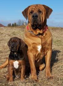 Diamant severu kennel