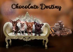 Chocolate Destiny