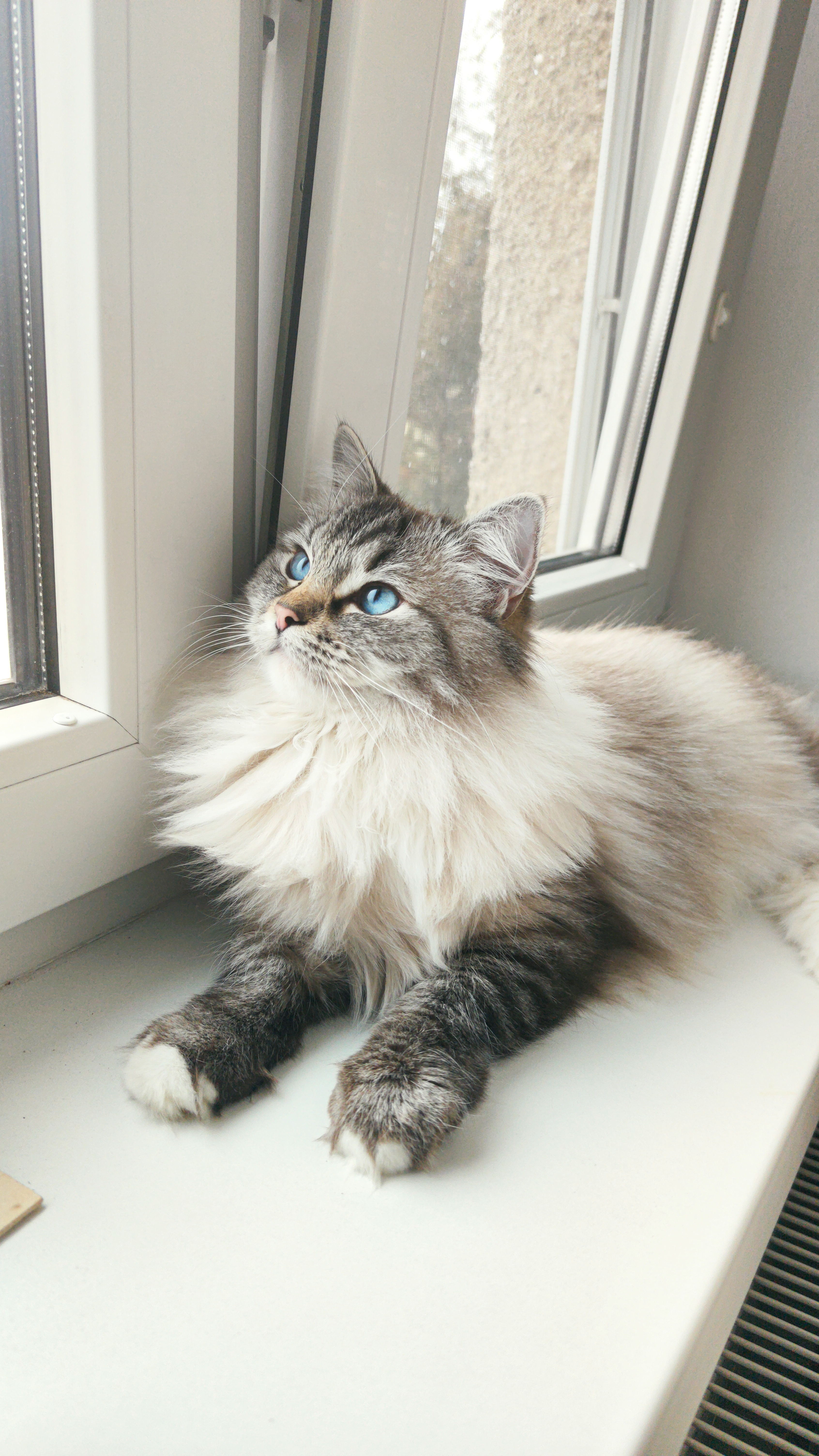 CuteofSilesia
