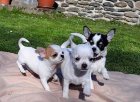 Chihuahua de estrella puerta