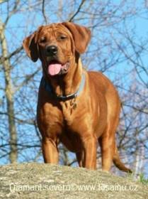 Diamant severu kennel