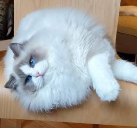 FelinoTherapy Jičín