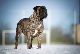 Bulmastif bullmastiff
