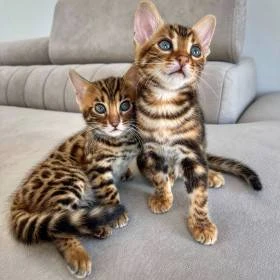 Nikita Cattery