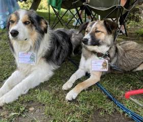 Kennel Ladies’ Kingdom