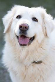 Z Hanácké stráně