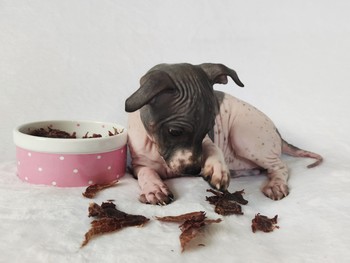 A.Ha.Terrier