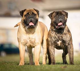 Bulmastif bullmastiff