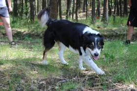 Chovatelská stanice Brilliant Dynasty