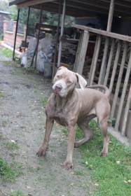 Barracuda Bandog Kennel