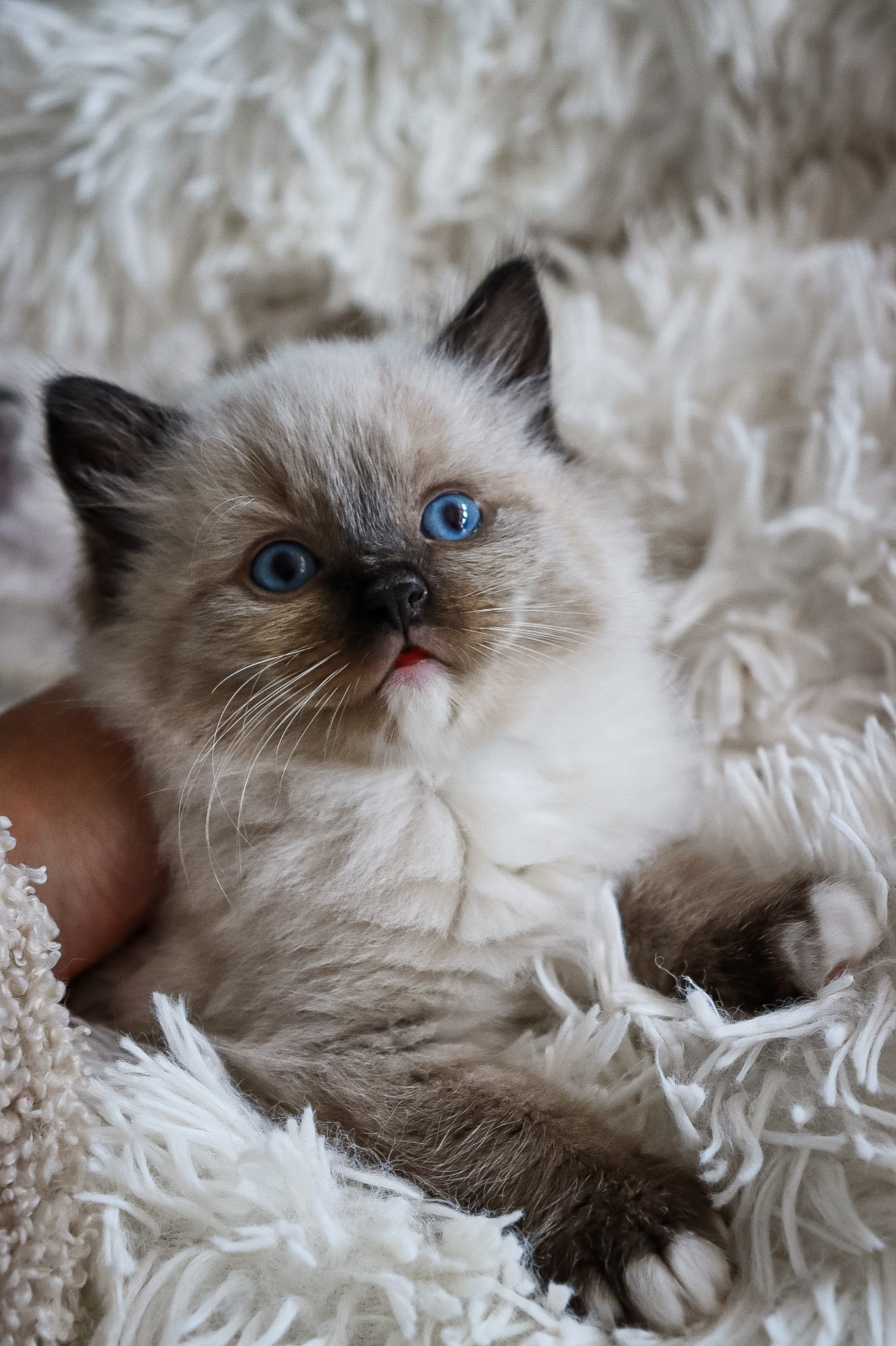CuteofSilesia
