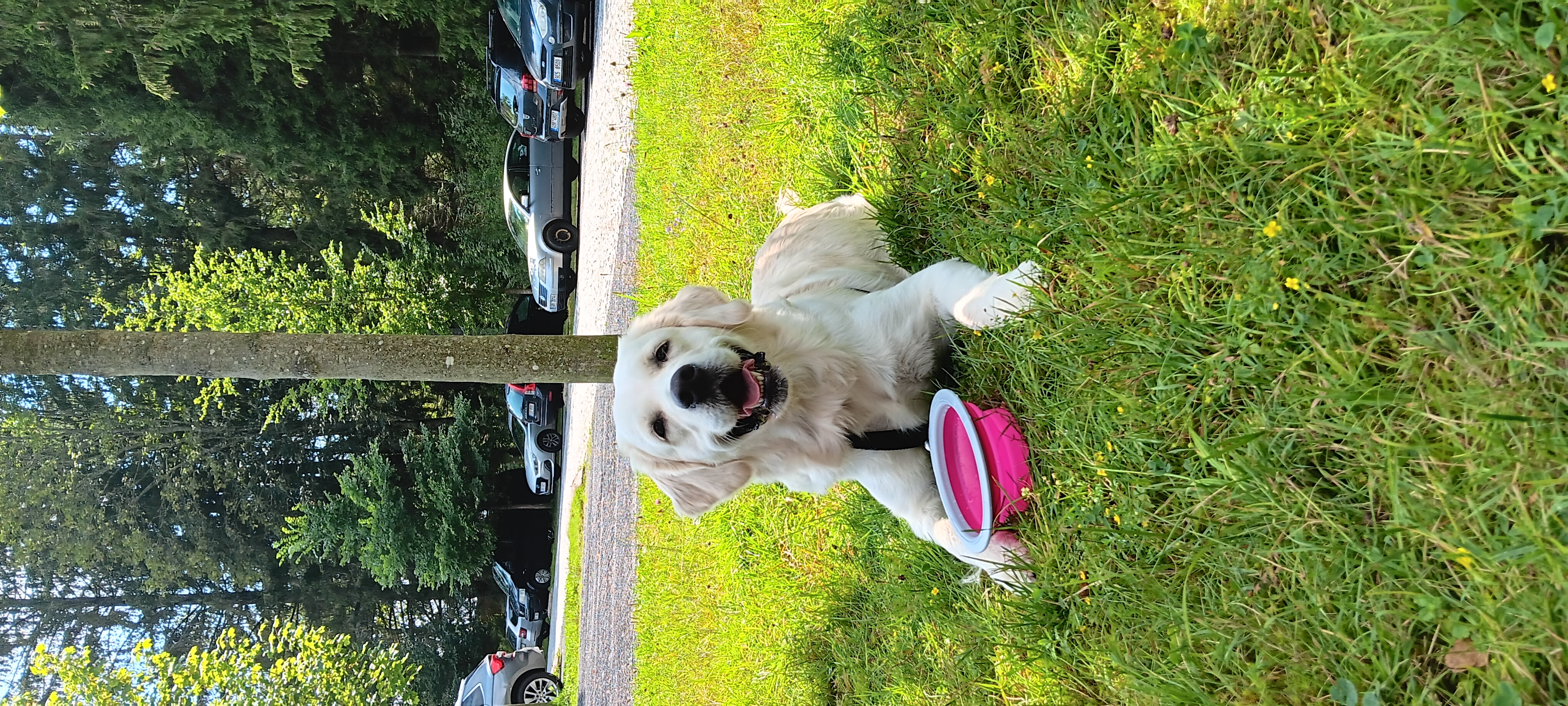 Zlato od Zelené Hory - CHS Zlatý retriever Nepomuk