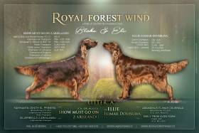 Royal Forest Wind