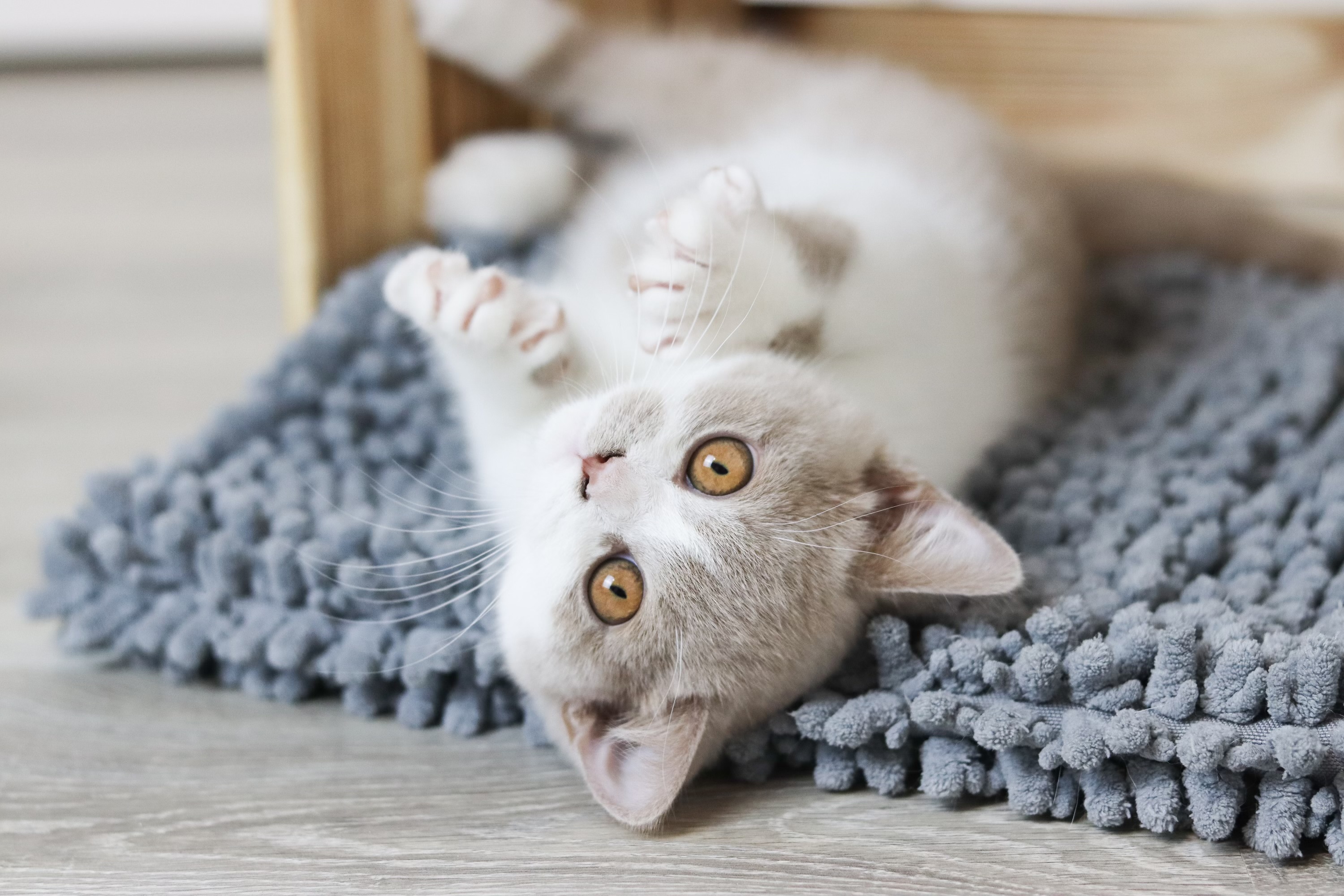 Air Force Cat * CZ