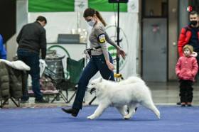 Lebaya Samoyed