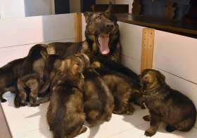 Buranos Lobos
