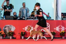 Basenji ewo