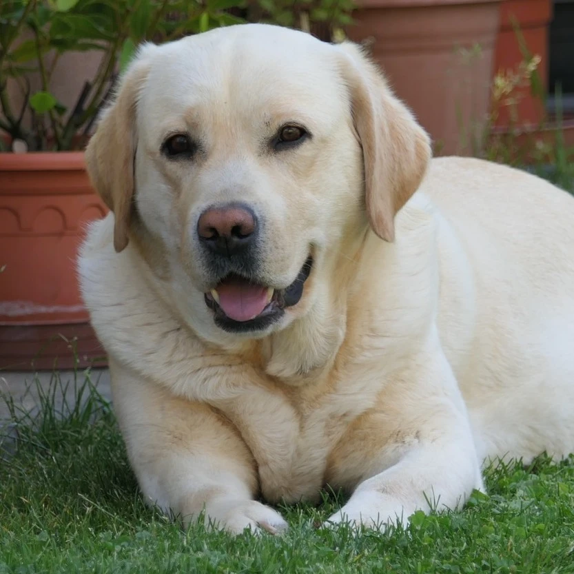 Labradorský Od-Byšiček