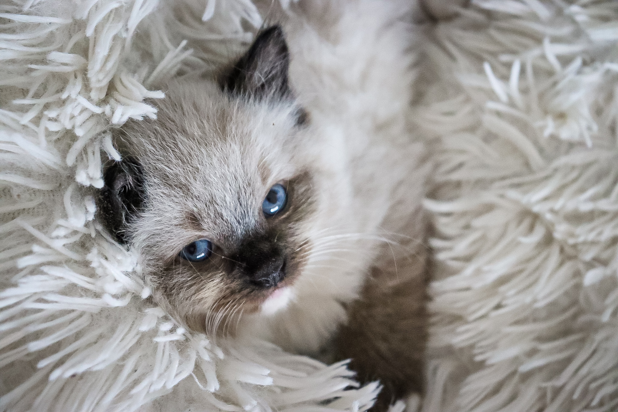 CuteofSilesia