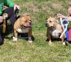 Royal Bully Bears