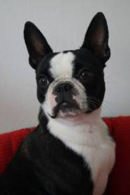 Balios Bull