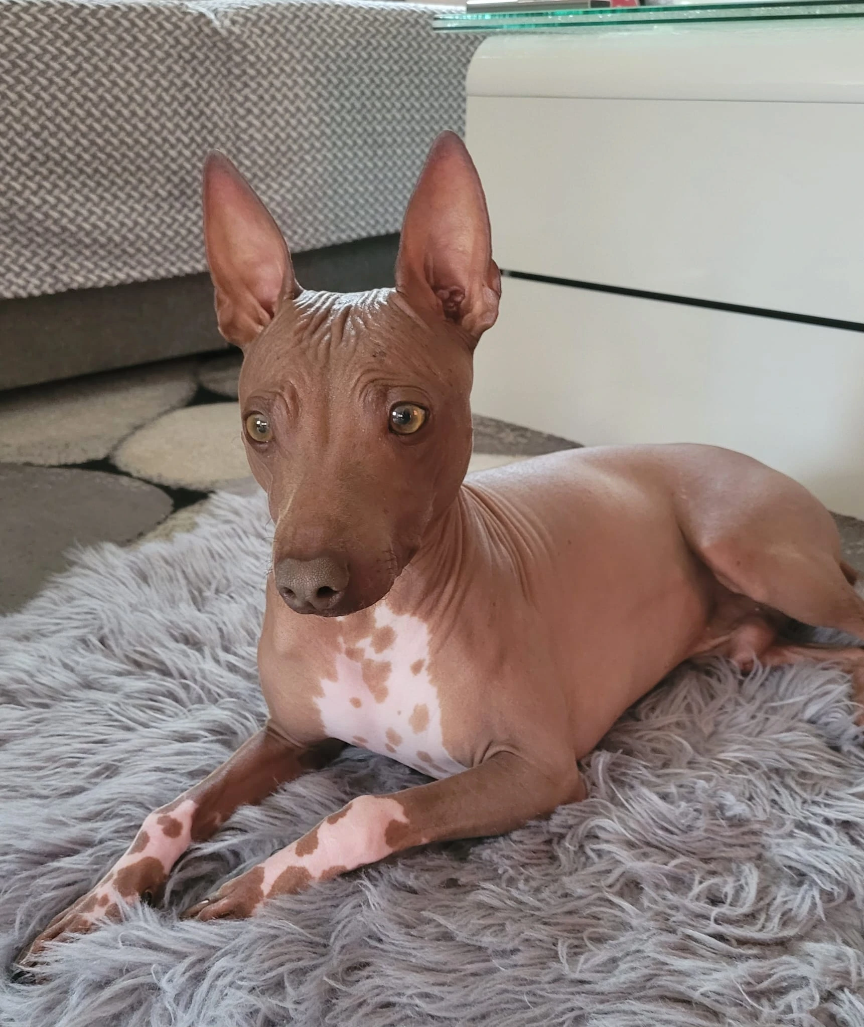 A.Ha.Terrier