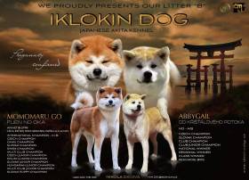 Iklokin dog